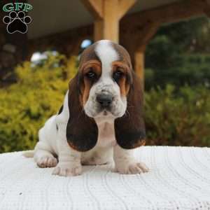 Bailey, Basset Hound Puppy